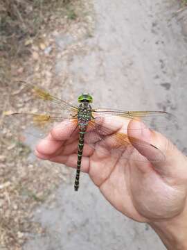 Image of Blue-faced Darner