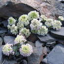 Image de Pseudovesicaria digitata (C. A. Mey.) Rupr.