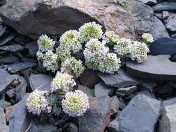 Pseudovesicaria digitata (C. A. Mey.) Rupr. resmi