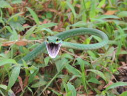 Image of Green Parrot Snake