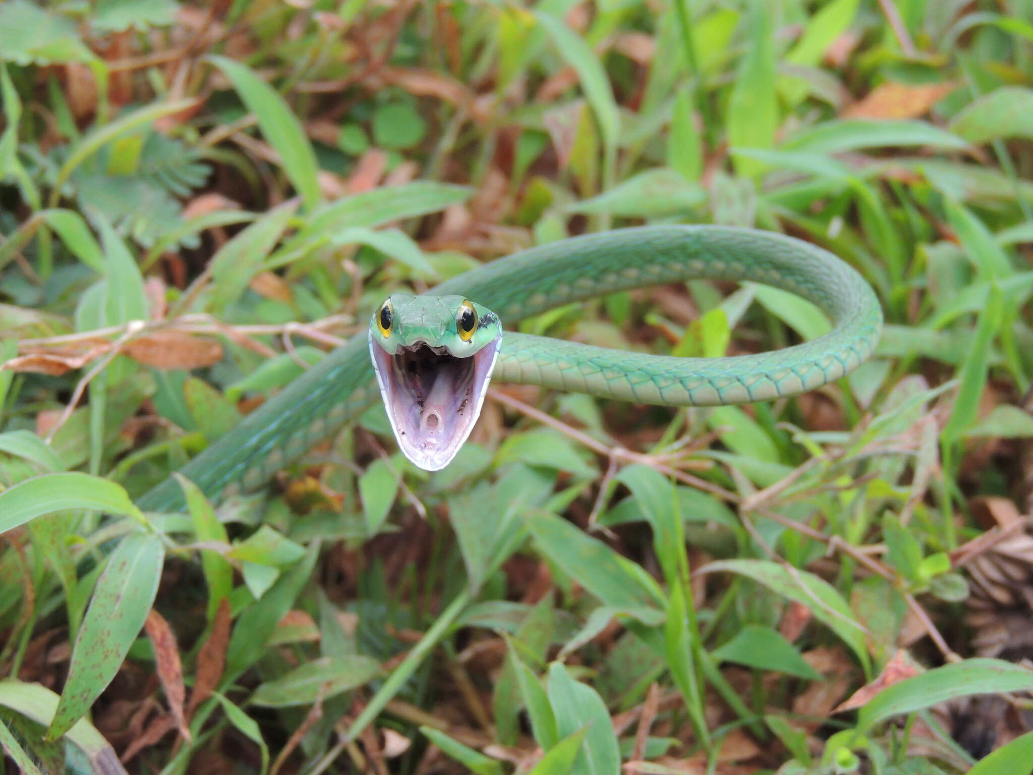 Image of Green Parrot Snake