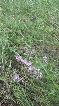 Imagem de Vicia tenuifolia subsp. dalmatica (A. Kern.) Greuter