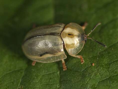 Physonota unipunctata (Say 1824) resmi