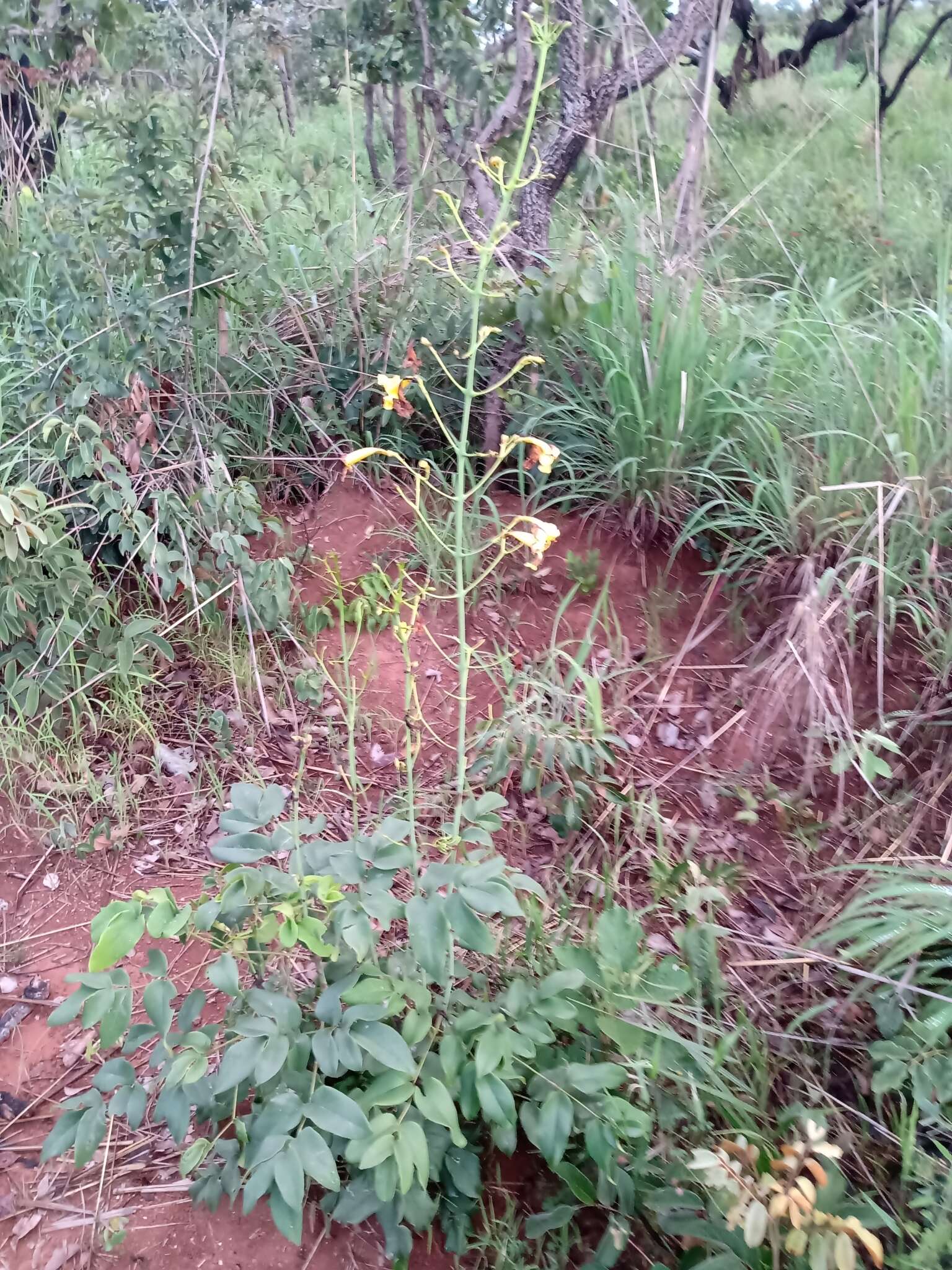 Imagem de Adenocalymma pedunculatum (Vell.) L. G. Lohmann