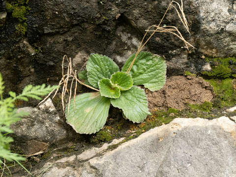 Image of Boea hygrometrica (Bunge) R. Brown