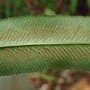 Coniogramme japonica (Thunb. ex Murray) Diels resmi