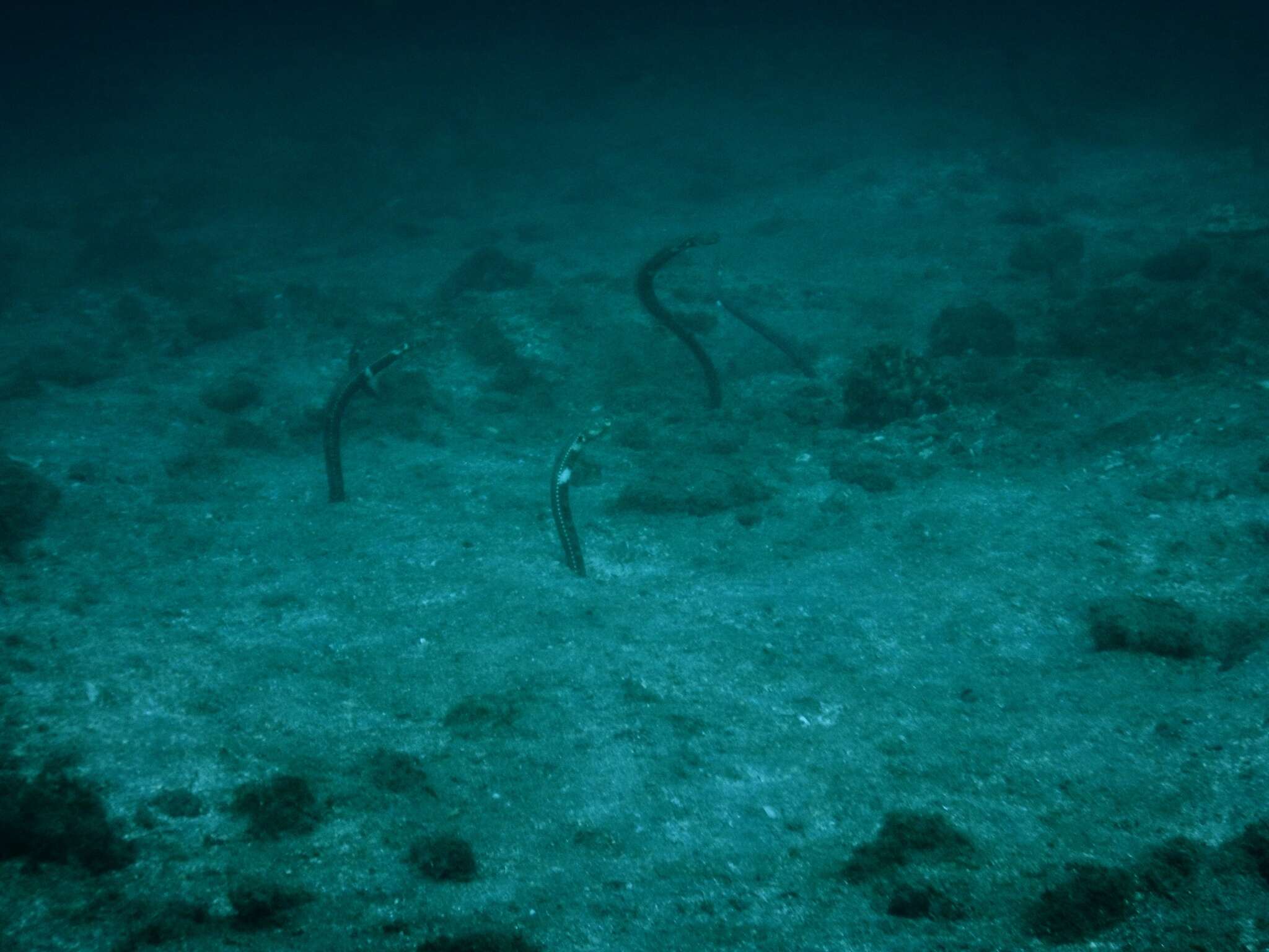 Image of Galapagos garden eel