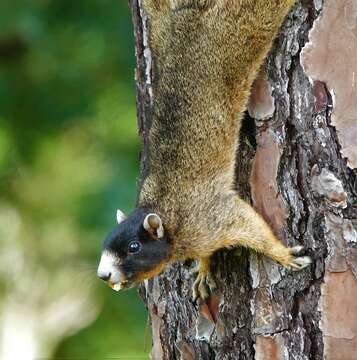 Sciurus niger bachmani Lowery & Davis 1942的圖片