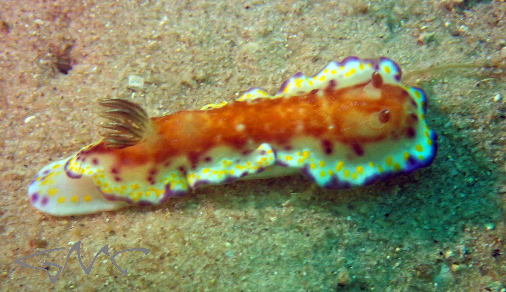 Image of Goniobranchus collingwoodi (Rudman 1987)