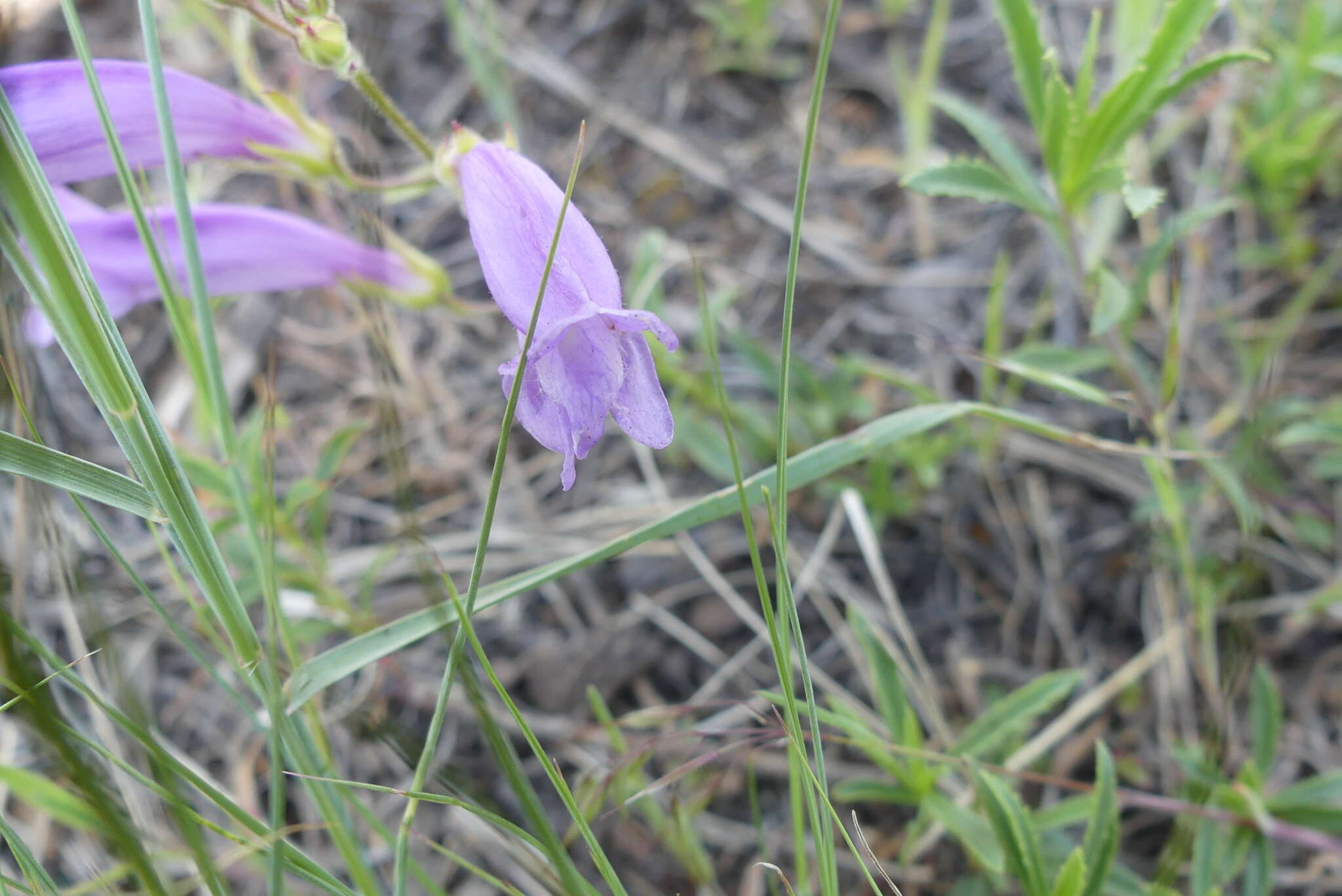 Image of Bush Penstemon