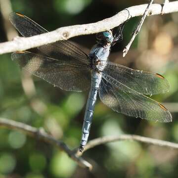 Sivun <i>Orthetrum coerulescens anceps</i> (Schneider 1845) kuva