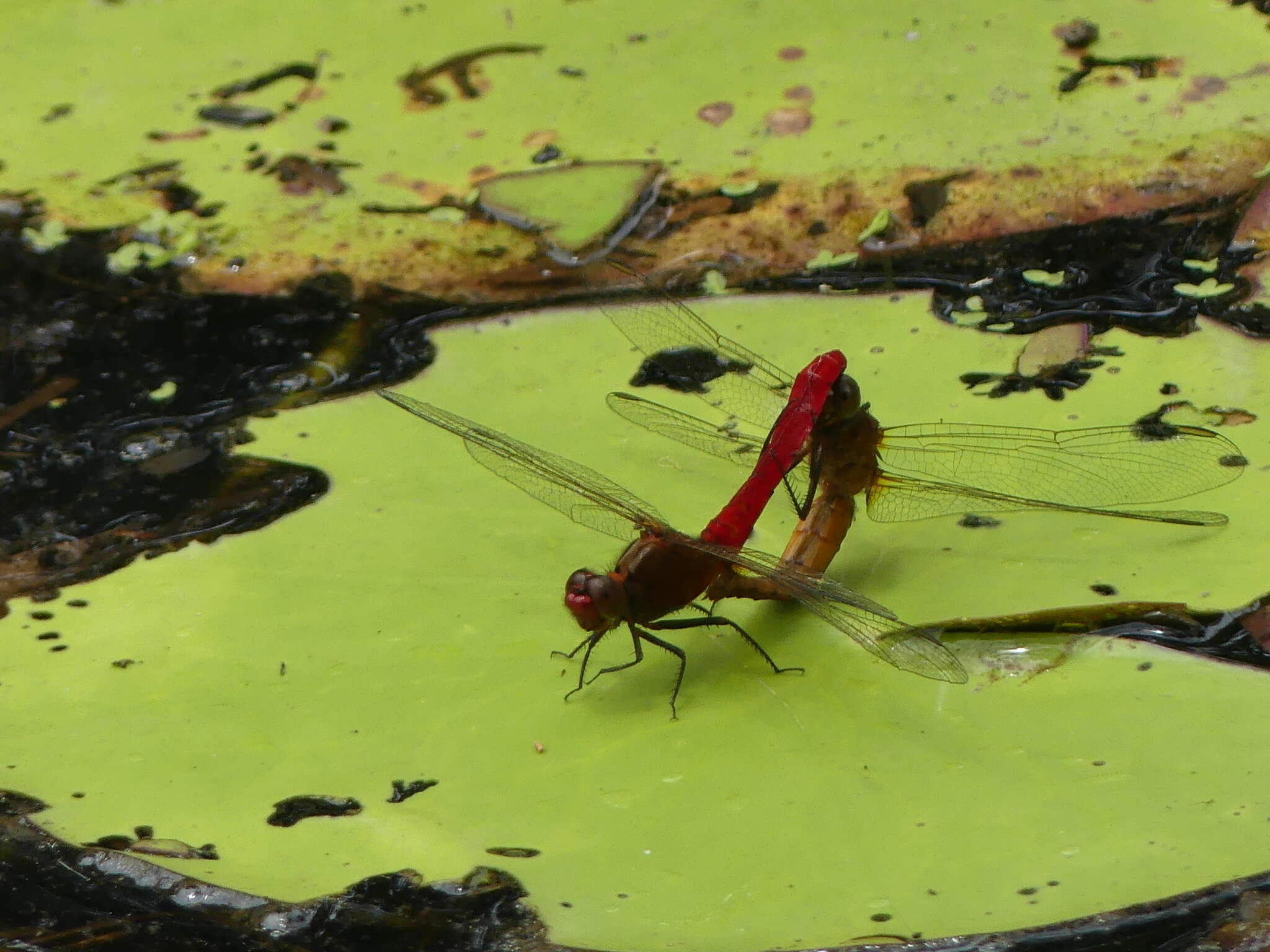 Imagem de Rhodothemis lieftincki Fraser 1954