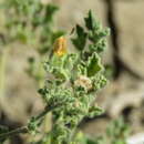 Image of coppery false fanpetals