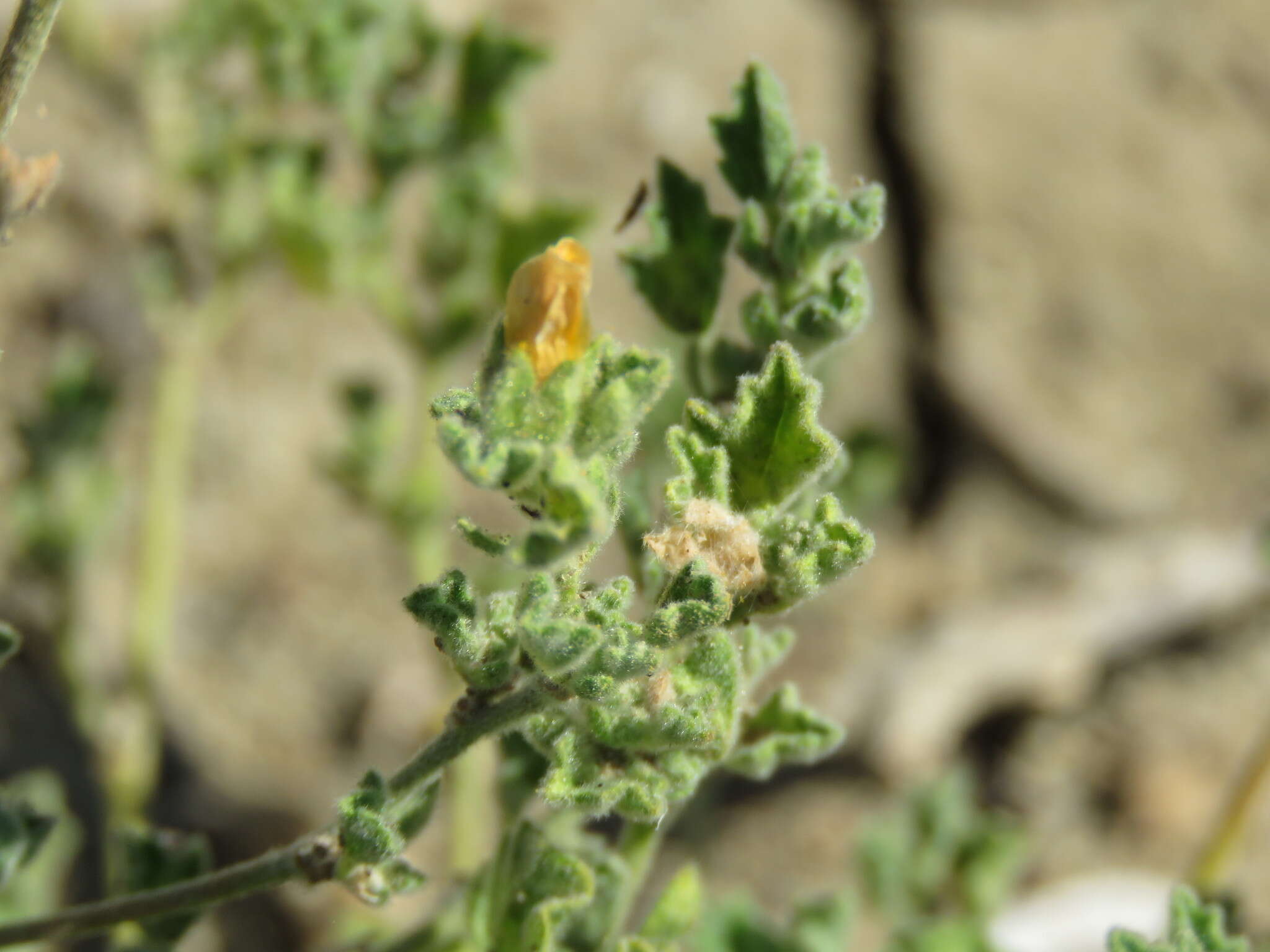 Image of coppery false fanpetals