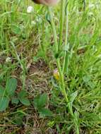 Image of streamside fleabane