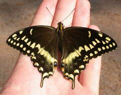 Image of Palamedes Swallowtail