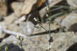 Image of grayleaf draba