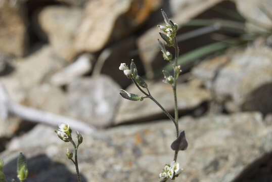 Image of grayleaf draba