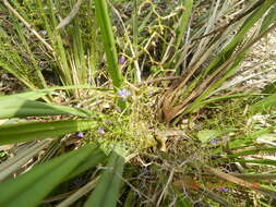 Image de Dianella brevipedunculata R. J. F. Hend.