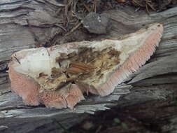 Image of Leptoporus mollis (Pers.) Quél.