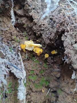 Cantharellus romagnesianus Eyssart. & Buyck 1999 resmi