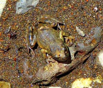 صورة Atelognathus patagonicus (Gallardo 1962)