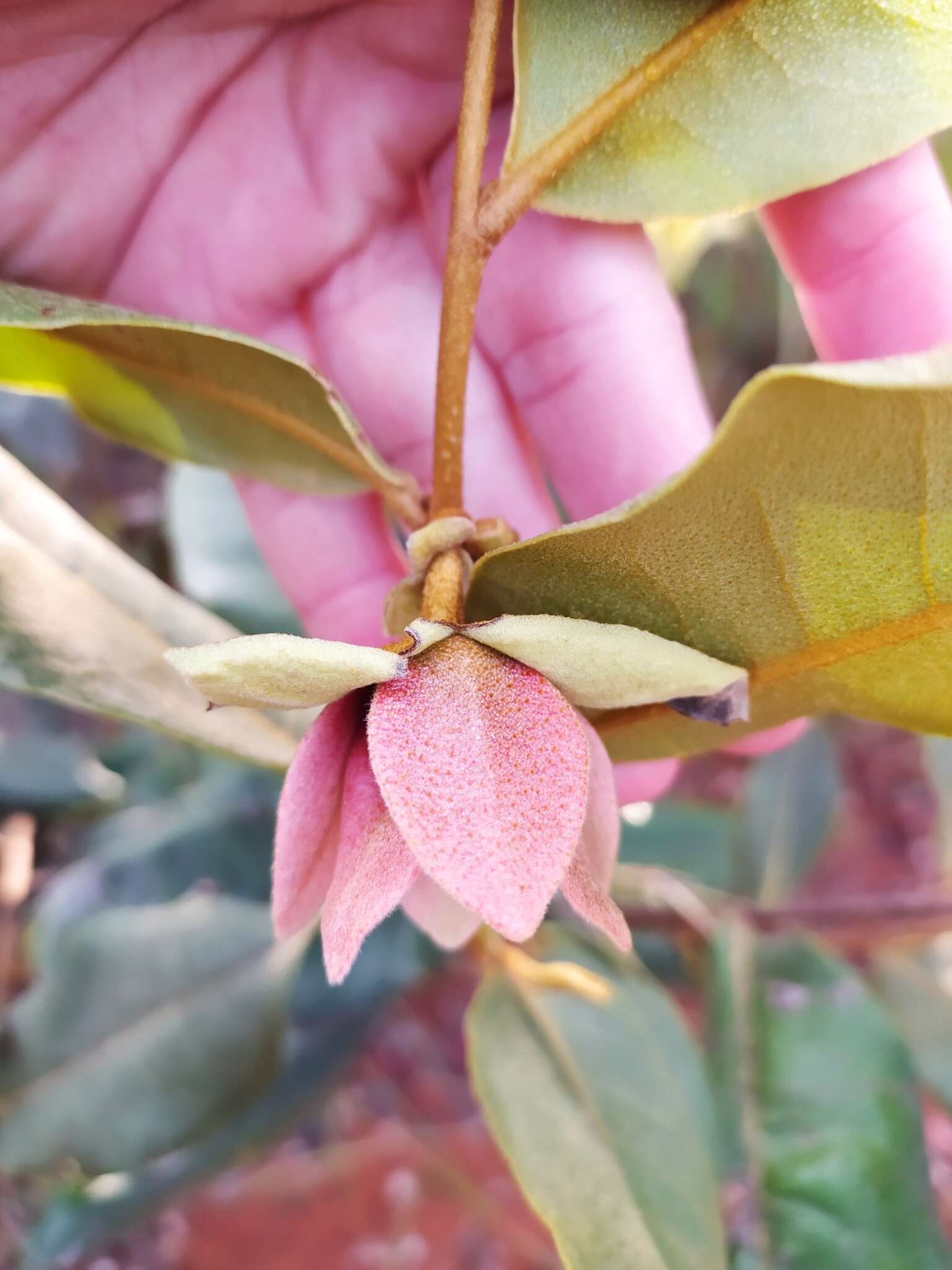 Image of Duguetia furfuracea (A. St.-Hil.) Saff.