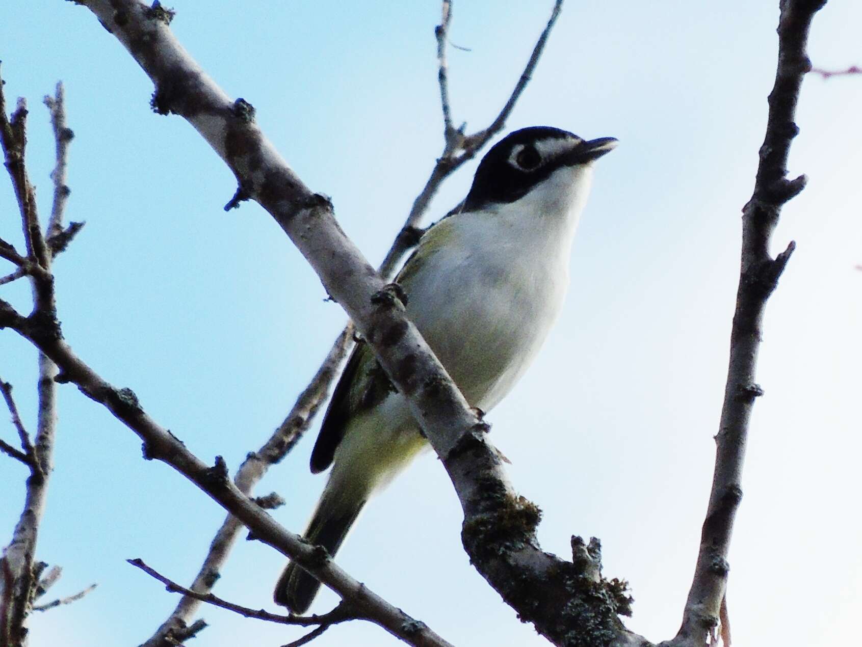 Слика од Vireo atricapilla Woodhouse 1852