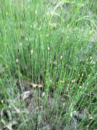 Image of variegated horsetail