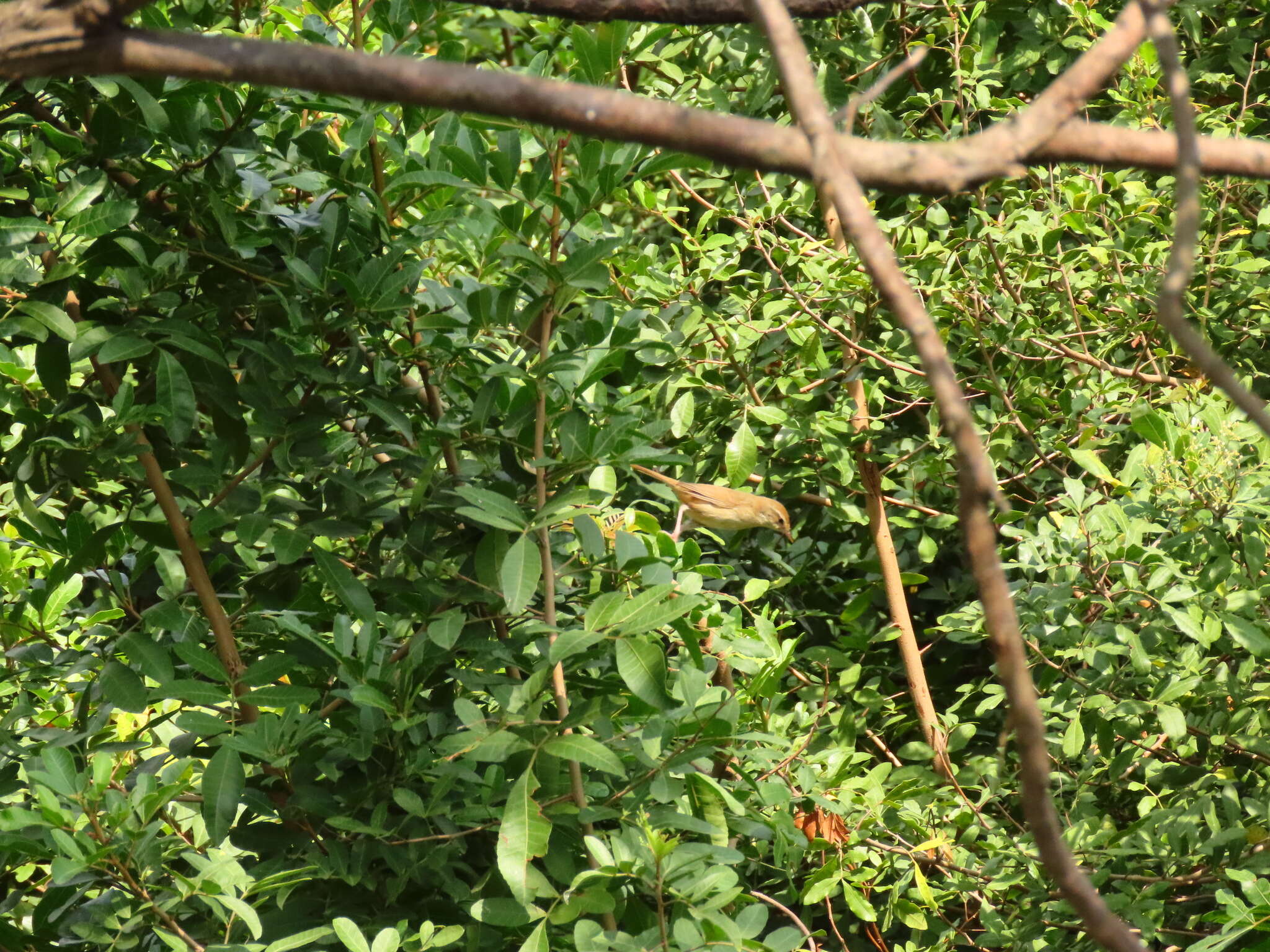 Image of Arctic Warbler