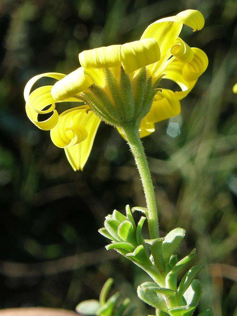 Image of <i>Osteospermum <i>polygaloides</i></i> var. polygaloides