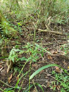 Image de Panicum gymnocarpon Elliott