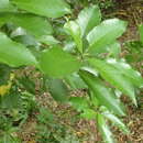 Image of Melicytus ramiflorus subsp. ramiflorus