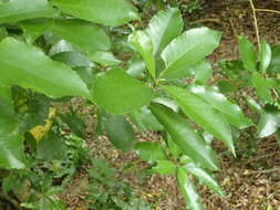 Image of Melicytus ramiflorus subsp. ramiflorus