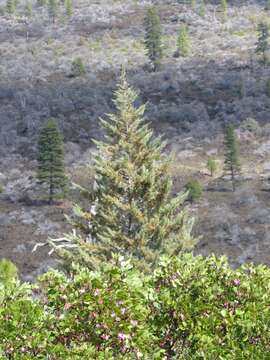 Image of Baker Cypress