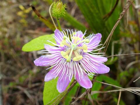 Passiflora urbaniana Killip resmi