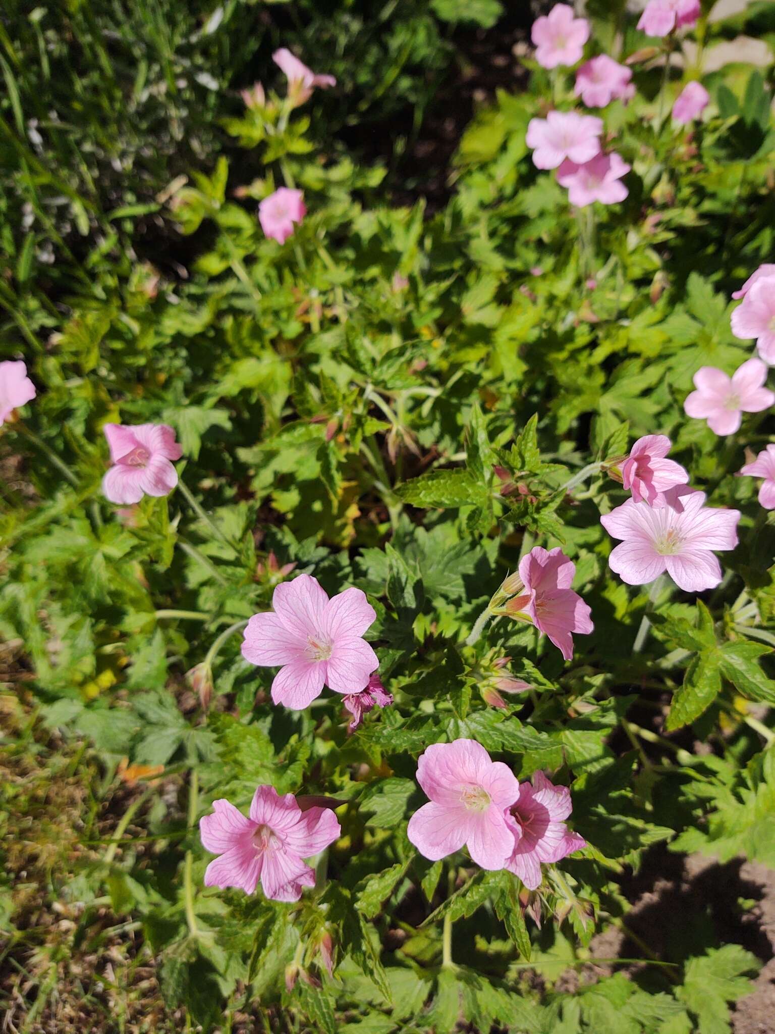 Image of Endres's cranesbill