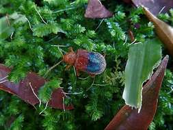 Image of Goniopleura auricoma