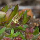 Image of Xanthosia tasmanica Domin