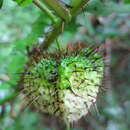 Image of Solanum mahoriense W. G. D' Arcy & A. Rakotozafy