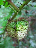 Image of Solanum mahoriense W. G. D' Arcy & A. Rakotozafy