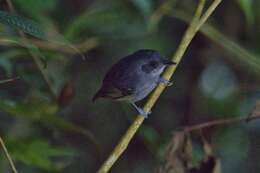 Image of Plain Antvireo