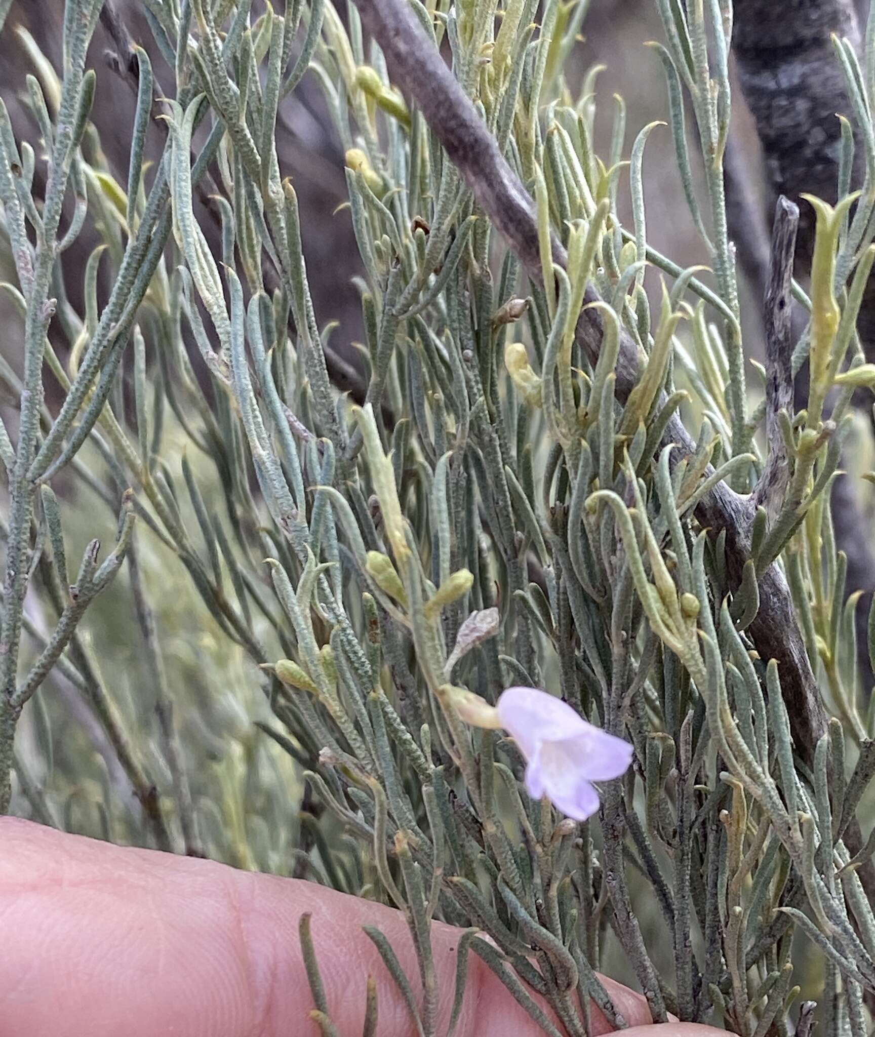 صورة Eremophila scoparia (R. Br.) F. Muell.