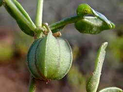 Image of Roepera crenata (F. Müll.) Beier & Thulin