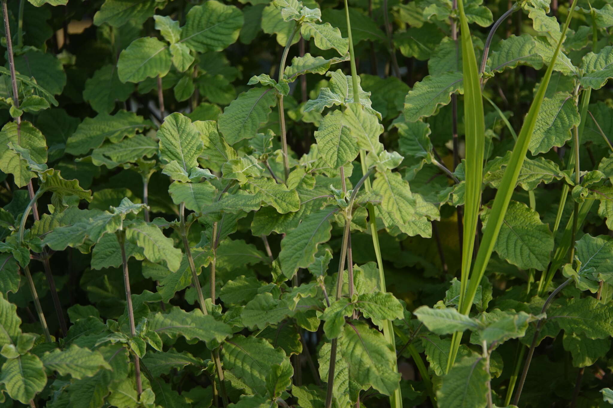 Слика од Achyranthes aspera var. indica L.