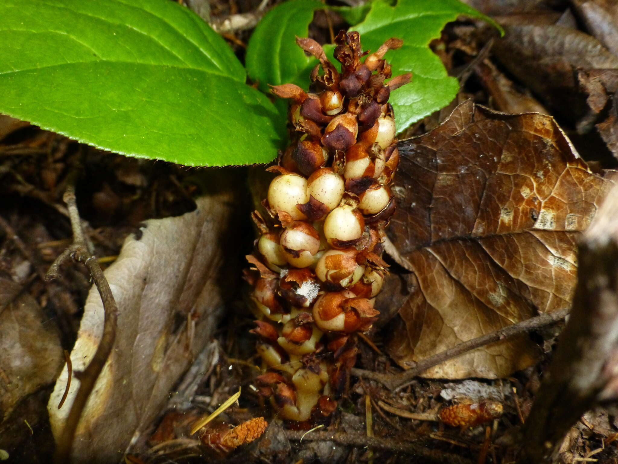 Image of Vancouver groundcone