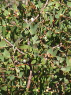 Image of Hakea ferruginea Sweet