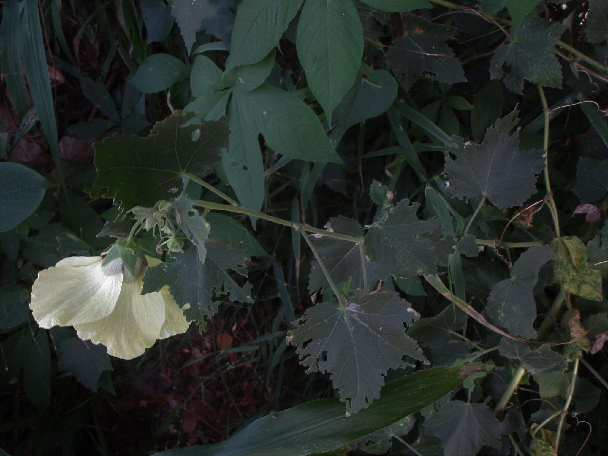 Hibiscus vitifolius L.的圖片