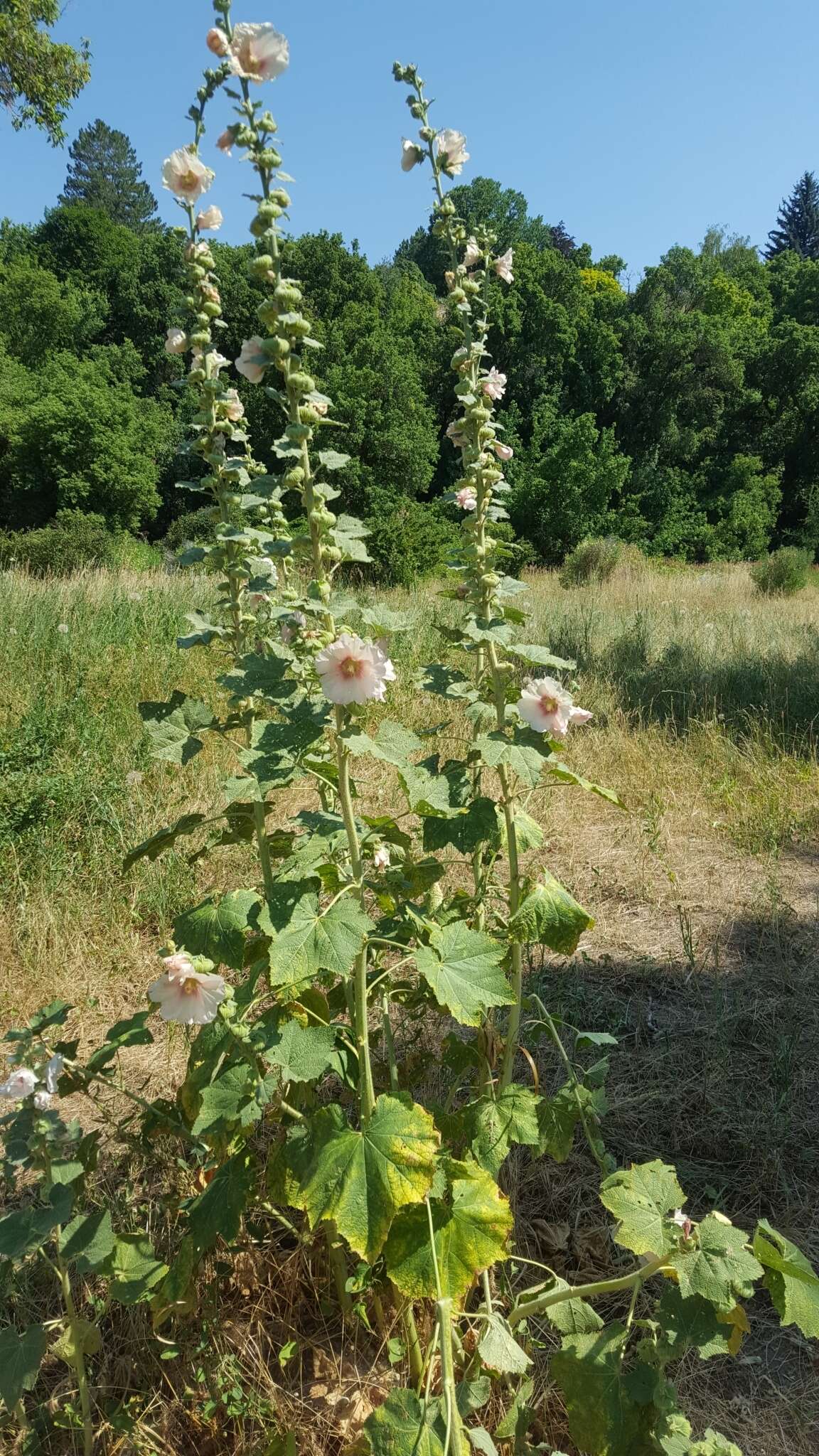 Image of hollyhock