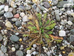 Imagem de Lepidium tenuicaule Kirk